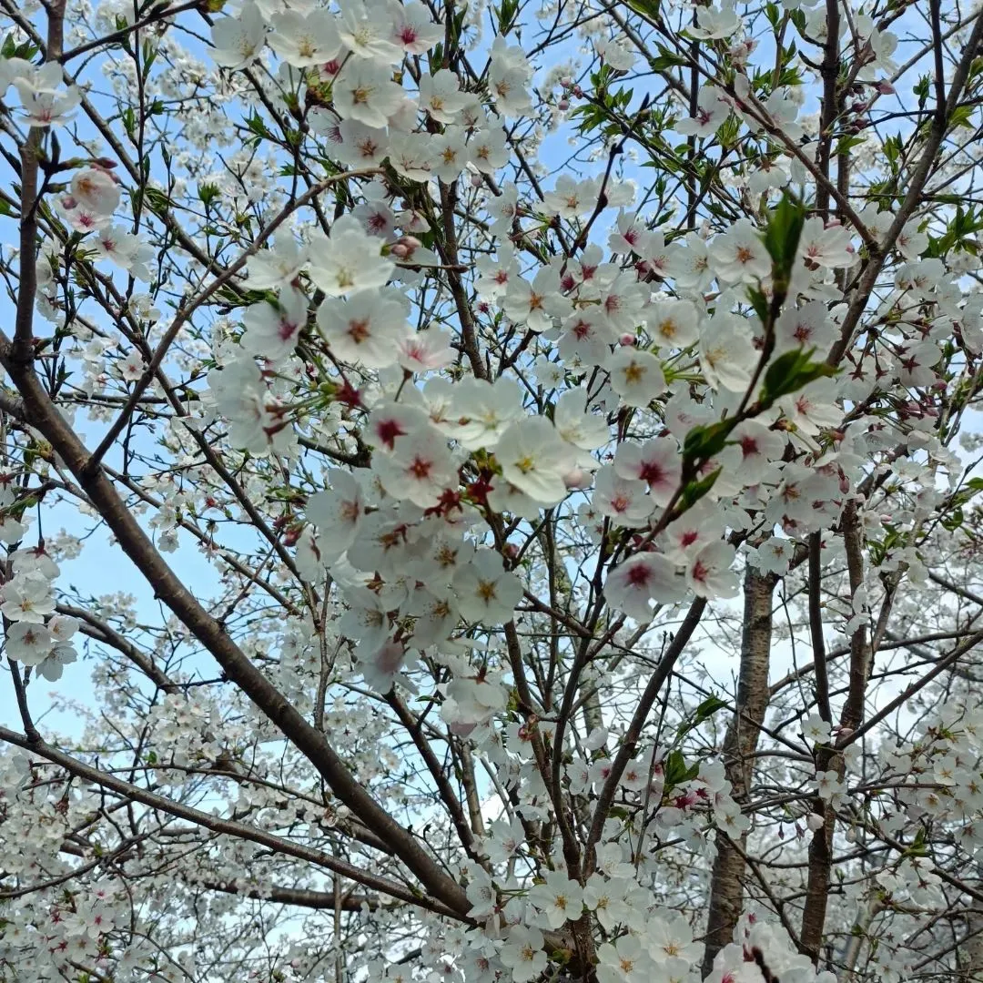 今年の桜🌸3月は暖かかったり、寒かったりを繰り返してやっと咲...