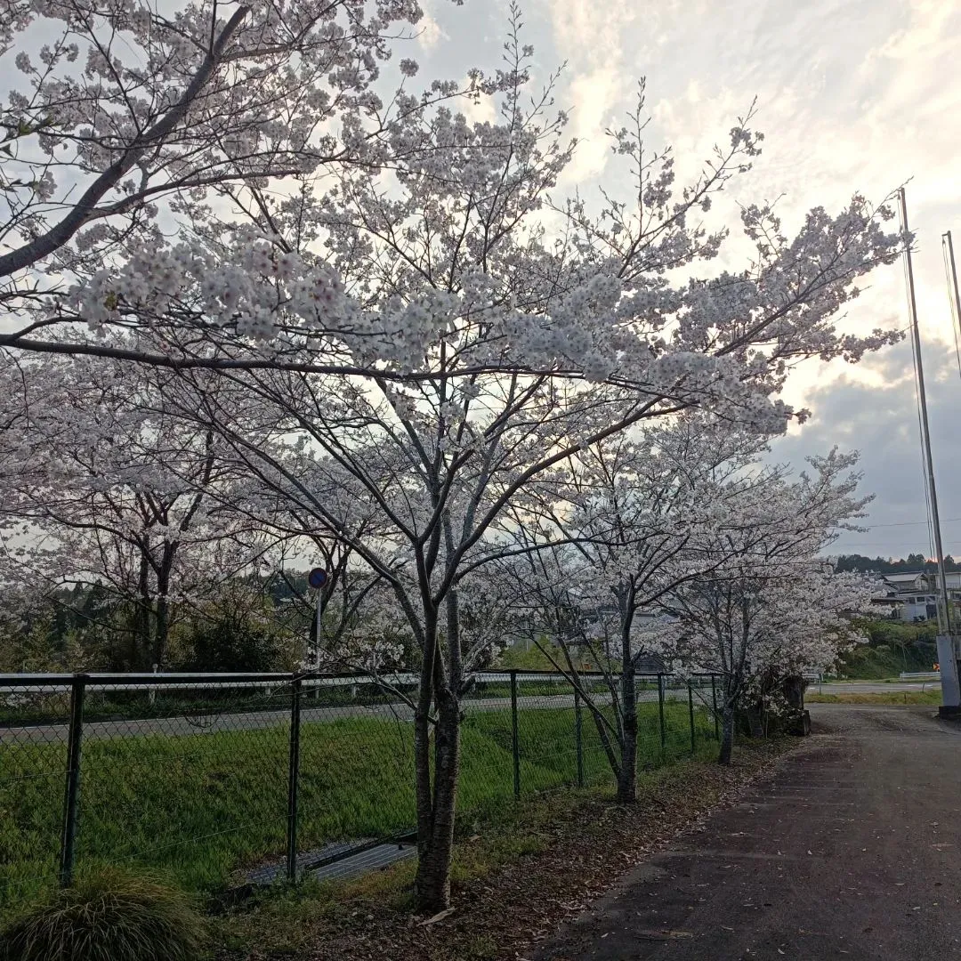 今年の桜🌸3月は暖かかったり、寒かったりを繰り返してやっと咲...